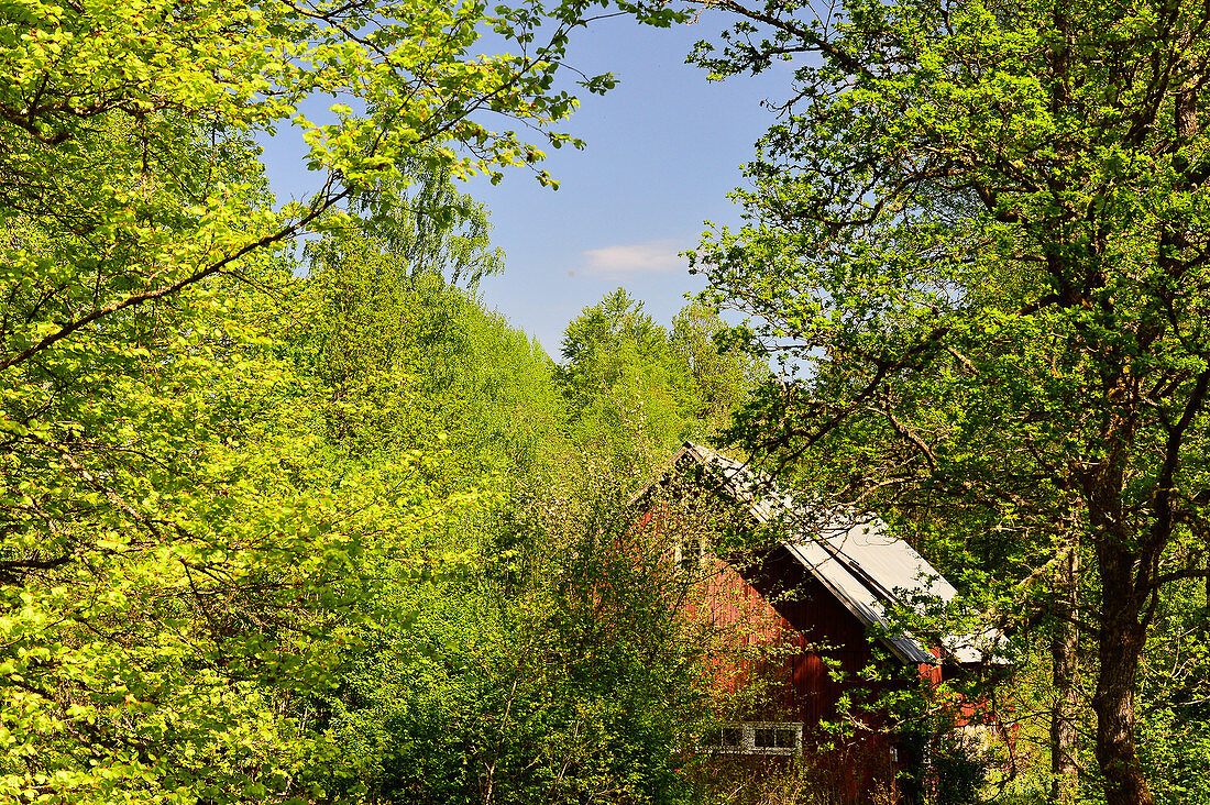 Eine alte Scheune liegt versteckt im Wald, bei Smålandsstenar, Jönköpings Län, Schweden