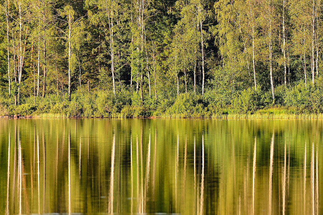 Das sonnenbeschienene Waldufer spiegelt sich in einem See, Smålandsstenar, Jönköpings Län, Schweden