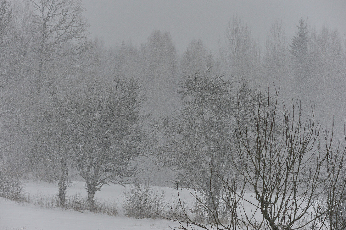 Snowfall in deep winter with fog, near Femsjö, Halland, Sweden