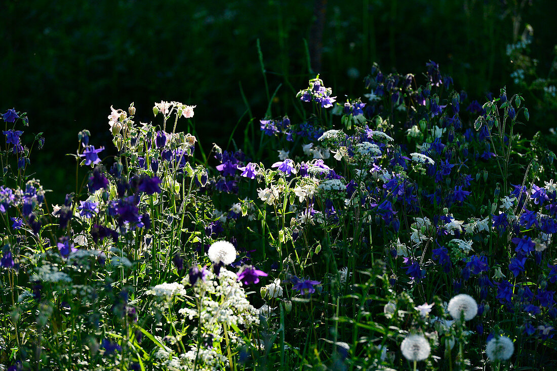 A flower meadow in the interplay of light and shadow near Hornborgasjön, Sweden
