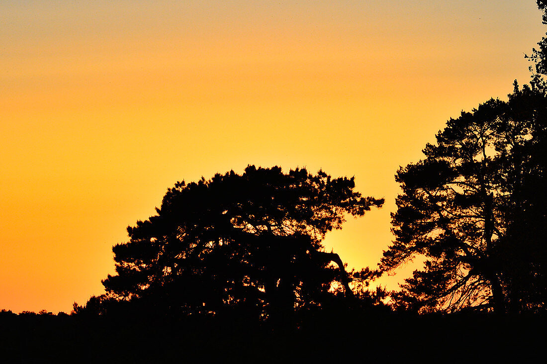 Silhouette of pine trees against the glowing evening sky at sunset, Hornborgasjön, Sweden