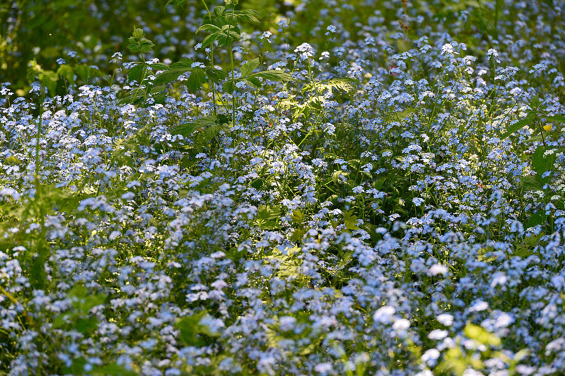 Eine Blumenwiese im Wald bei Timmersdala, Västergötland, Schweden