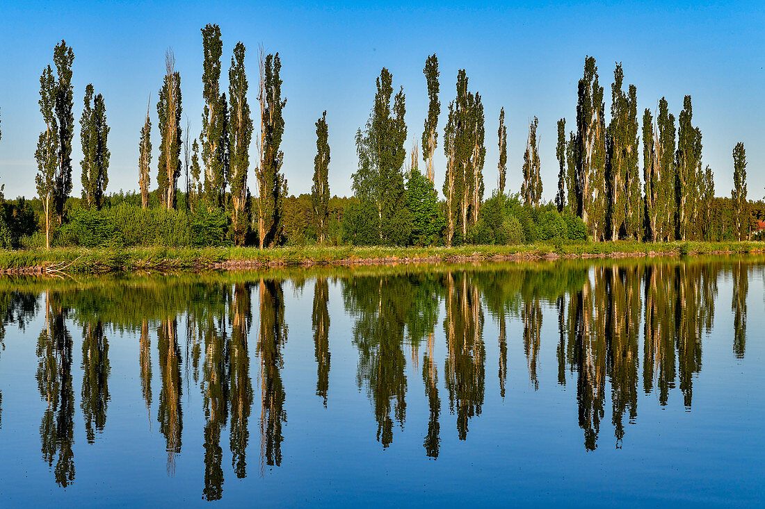 Eine Baumreihe spiegelt sich im Götakanal, Hajstorp, Västergötland, Schweden