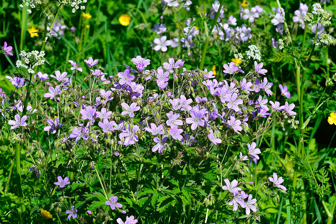 Bunte Blumen auf einer Wiese in Lappland, bei Haparanda, Norrbottens Län, Schweden