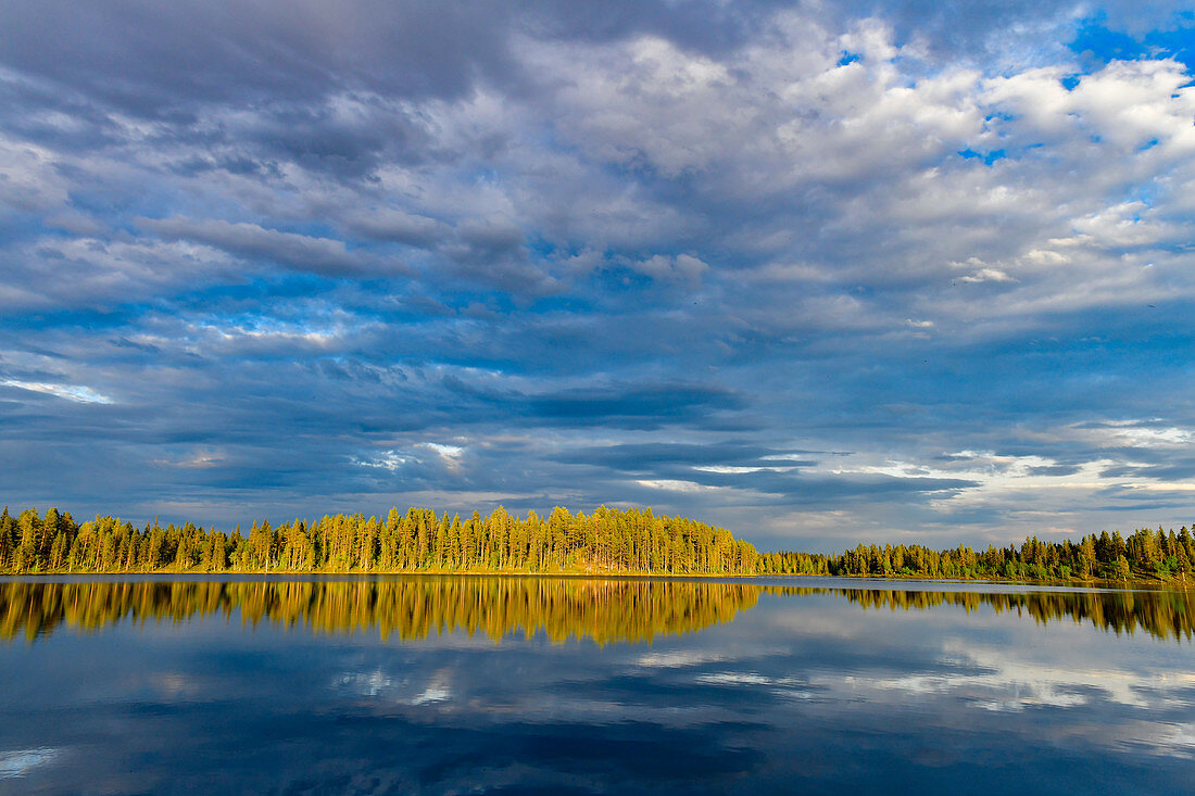 A spruce forest shines in the sunlight and clouds are reflected in the lake, Skaulo, Norrbottens Län, Sweden