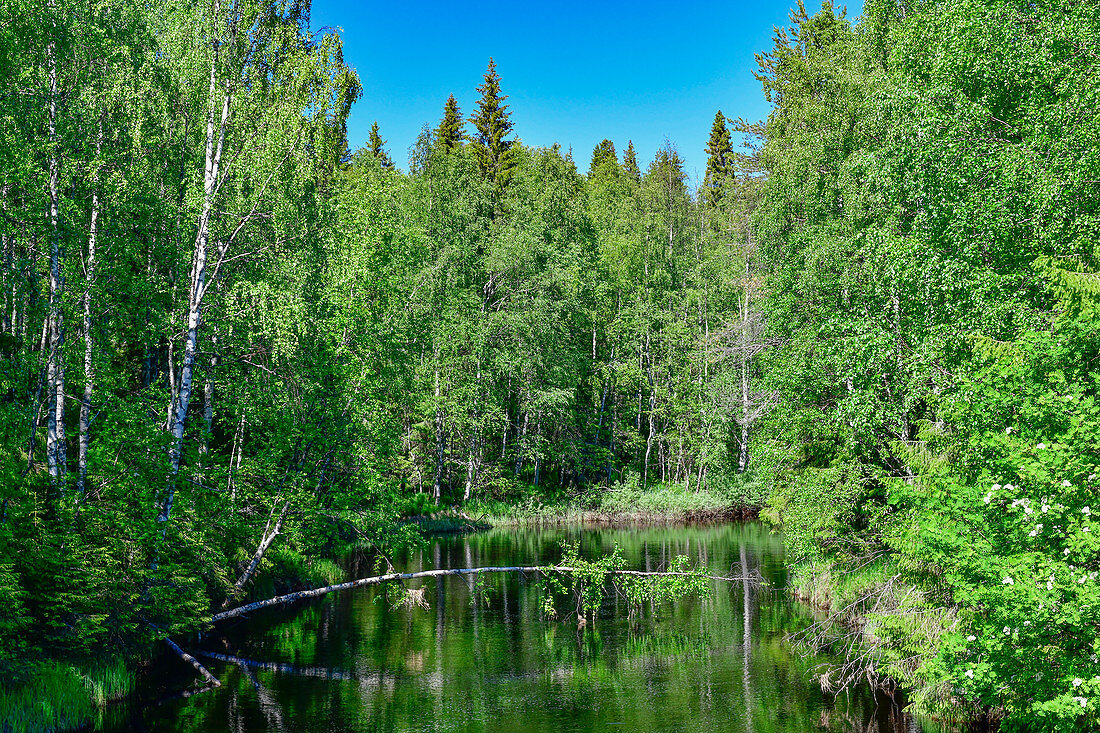 Eine Birke wächst quer über einen kleinen Fluss, bei Morjärv, Norrbottens Län, Schweden