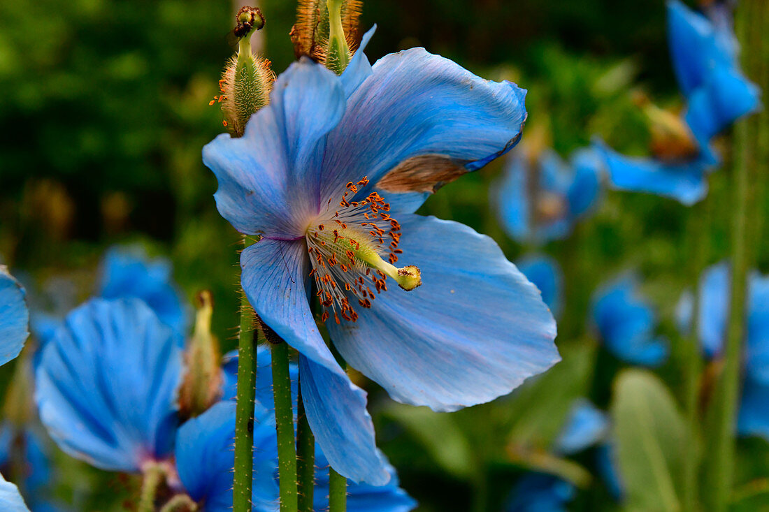 Close up of a beautiful flower in a garden, near Katrineholm, Södermanlands Län, Sweden