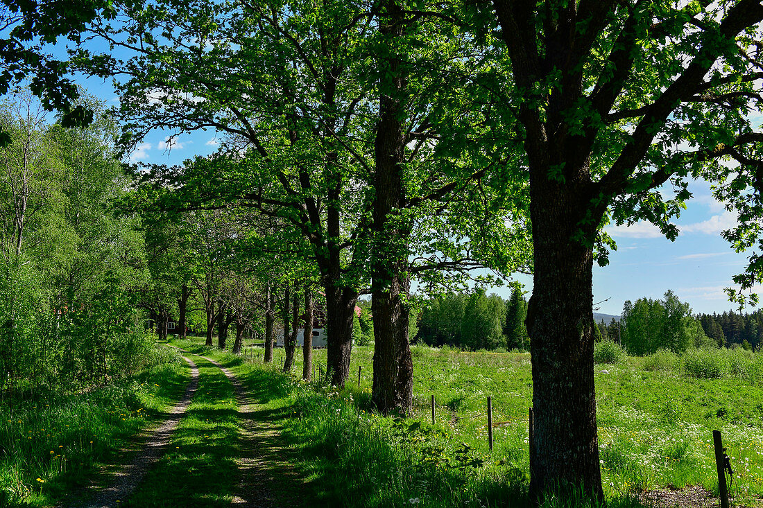 Ein kleiner Feldweg gesäumt von Bäumen, bei Järnboas, Provinz Örebro, Schweden