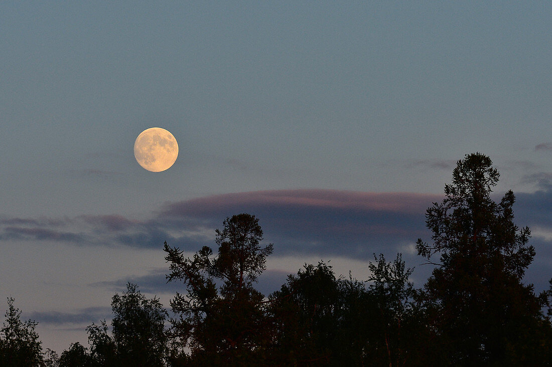 Der aufgehende Mond über den Baumwipfeln in Särna, Provinz Dalarna, Schweden