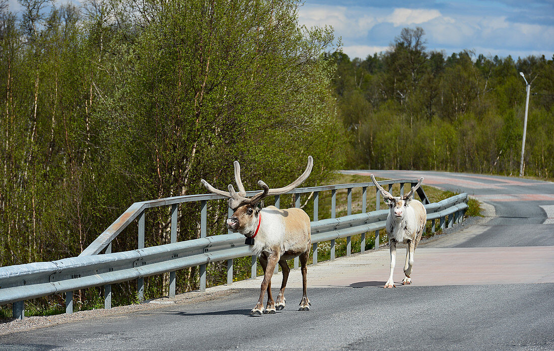 Two reindeer walk on a road near Rätan, Härjedalen Province, Sweden