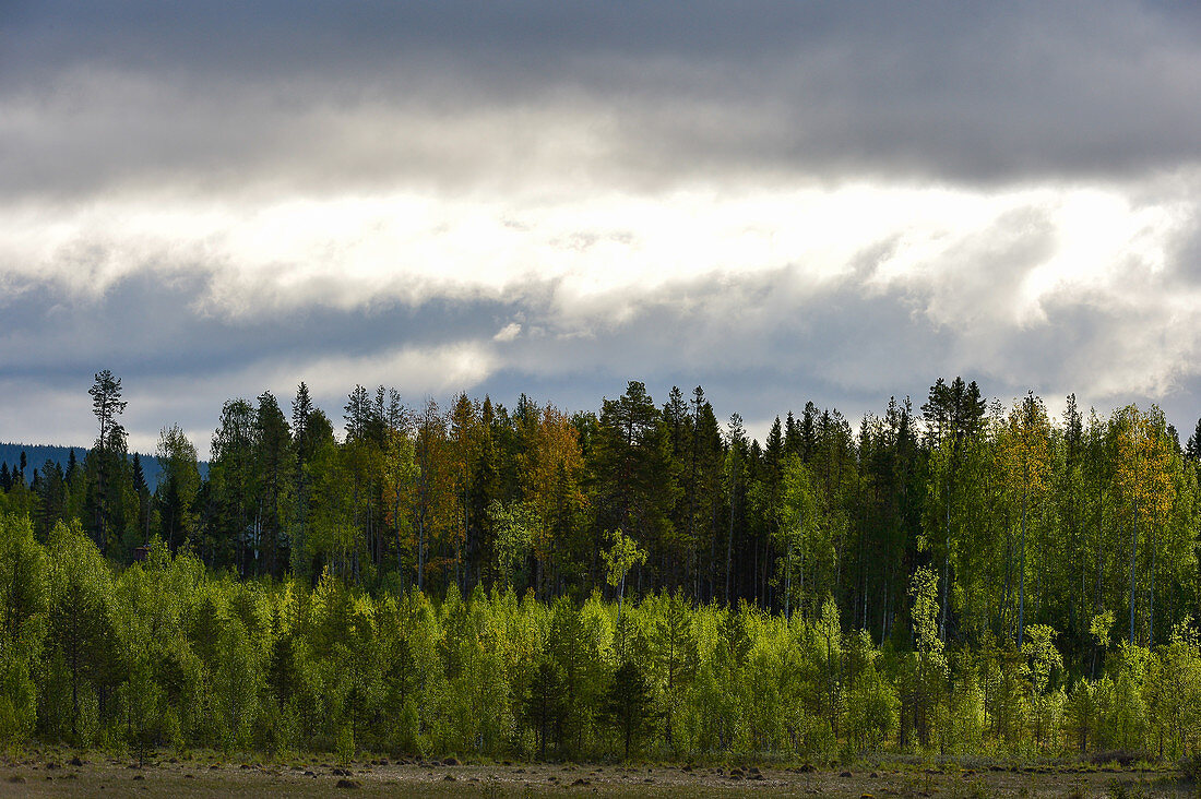 View into the forest with sun and dark clouds, near Avaträsk, Västernorrland Province, Sweden