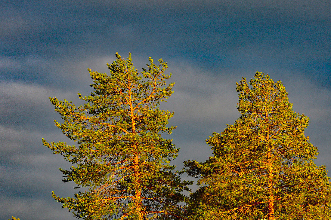 Zwei Kiefern leuchten im intensiven Abendlicht in Lycksele, Västerbottens Län, Schweden