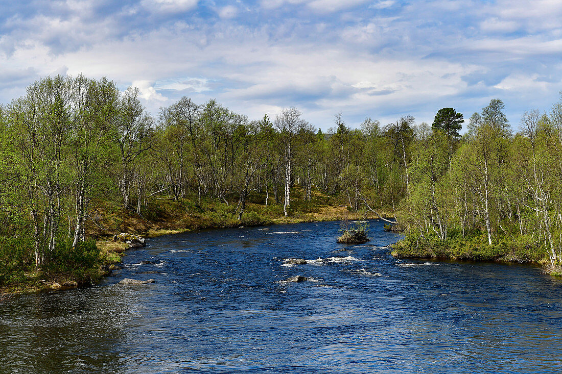 Small torrent in the birch forest, Rätan, Härjedalen Province, Sweden
