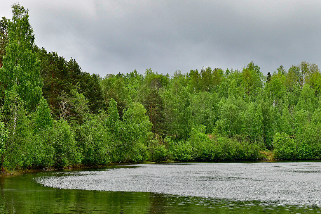 Lake and dense, green birch forest near Forsmo, Västernorrland Province, Sweden