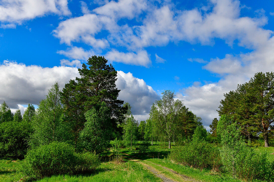 Typical Swedish landscape near Bäsksele, Västernorrland Province, Sweden