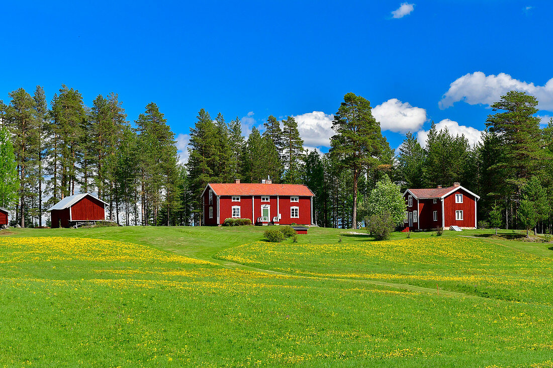 Typisch schwedischer Hof mit roten Häusern und großer Blumenwiese, bei Bäckliden, Västerbottens Län, Schweden