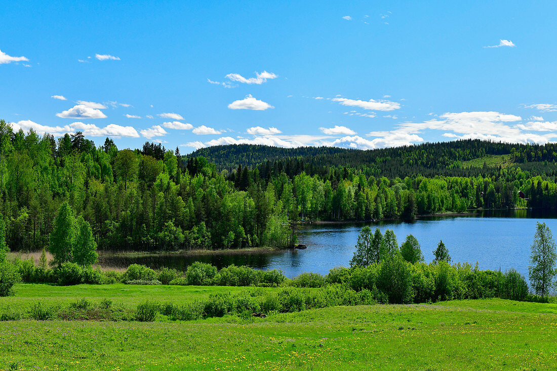 See, blühende Wiesen und Mischwald bei Flarker, Västerbottens Län, Schweden