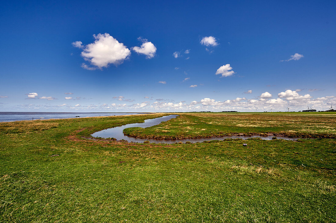 Blick aufs Deichvorland, Dorum-Neufeld, Niedersachsen, Deutschland