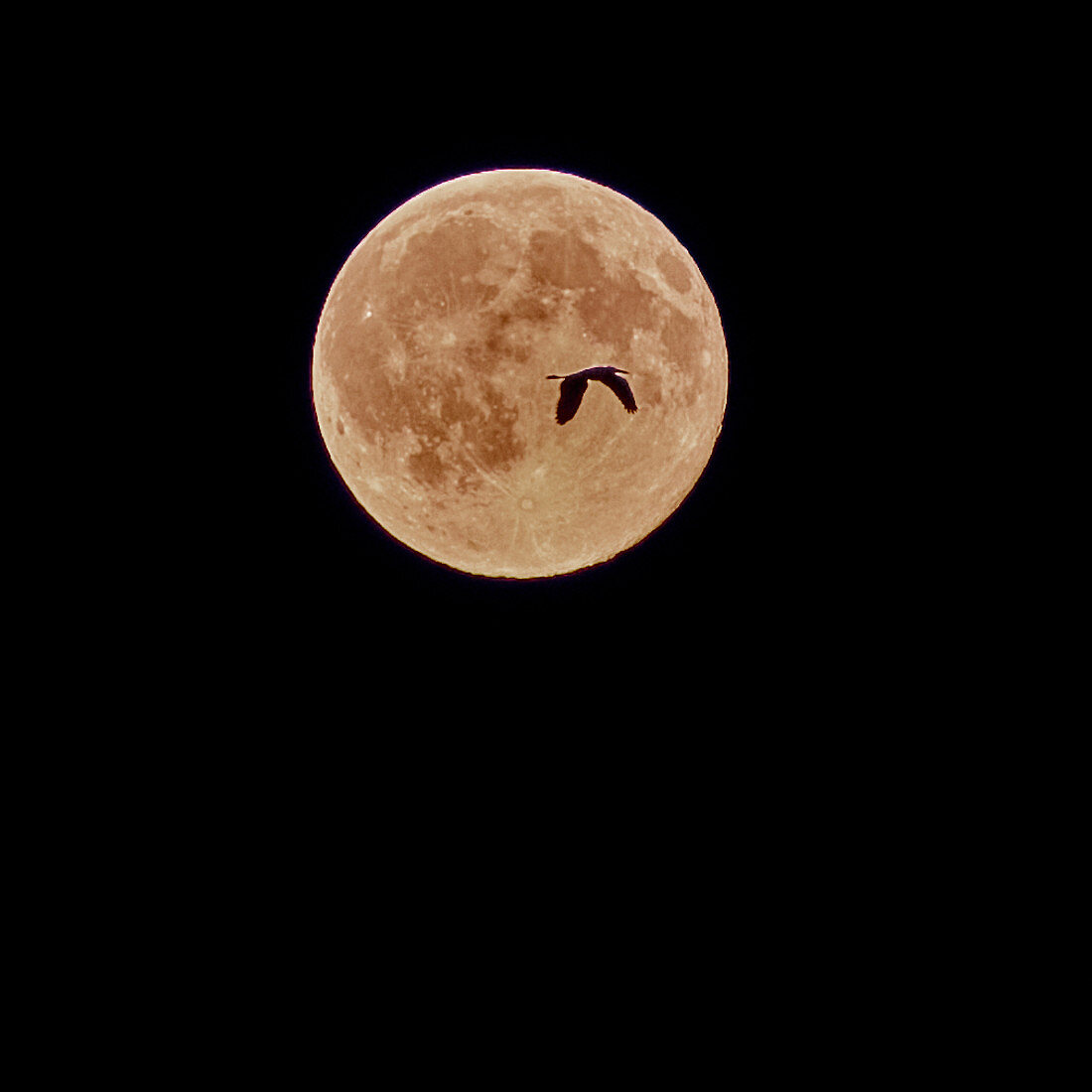 Crane in front of a full moon over the North Sea, Dorum, Germany