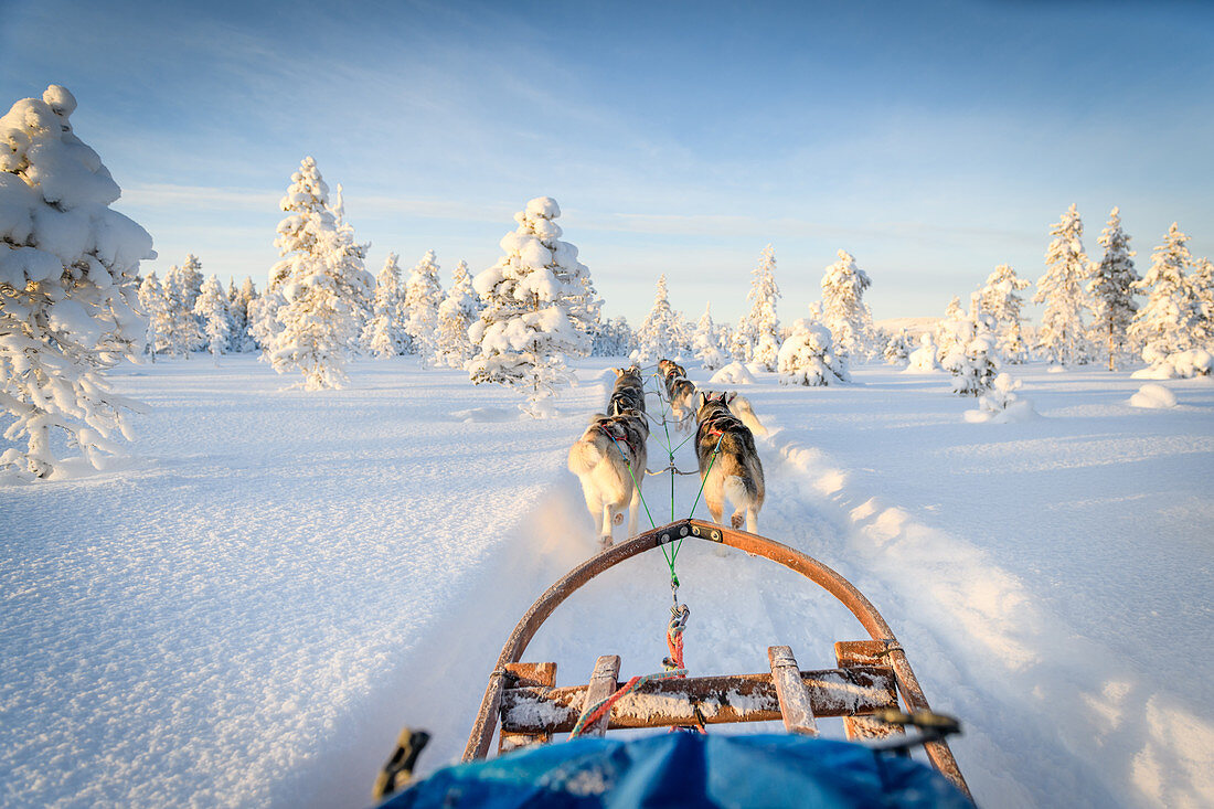 Hundeschlittenfahrt in Lappland, Arvidsjaur, Auktsjaur, Schweden