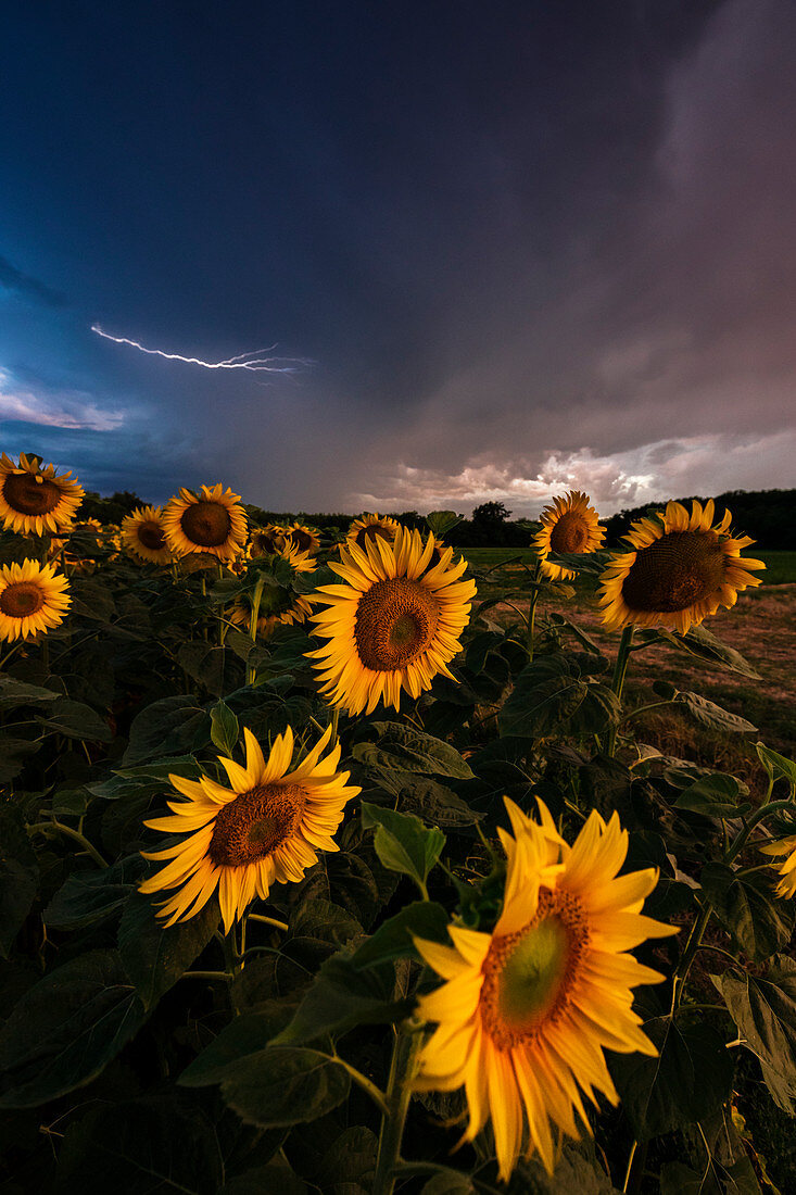 Sonnenblumen beim Gewitter, Dairago, Mailand, Lombardei, Italien, Südeuropa