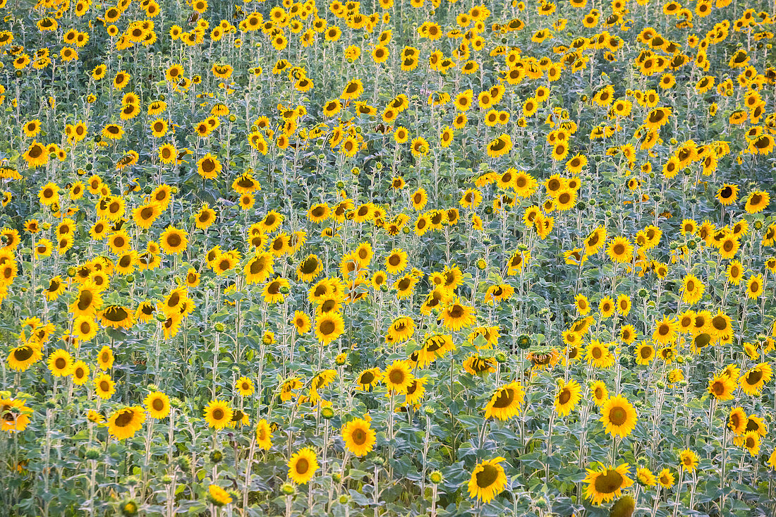 Sunset in a sunflower field , Valensole, Alpes-de-Haute-Provence, Provence-Alpes-Côte d'Azur, France.