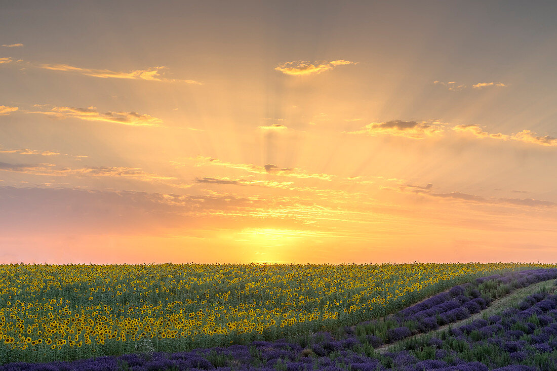 Sunset in a lavender and sunflower field , Valensole, Alpes-de-Haute-Provence, Provence-Alpes-Côte d'Azur, France.