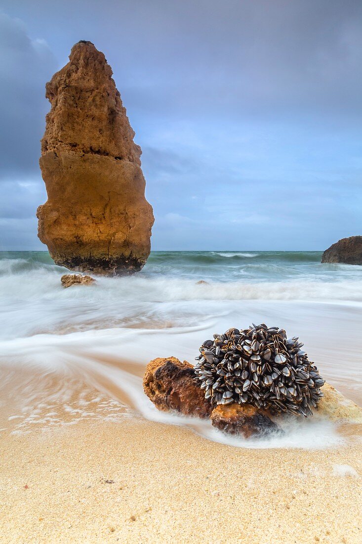 Muscheln am Sandstrand, eingerahmt von den Wellen des rauen Meeres Praia da Marinha, Caramujeira, Gemeinde Lagoa, Algarve, Portugal, Europa