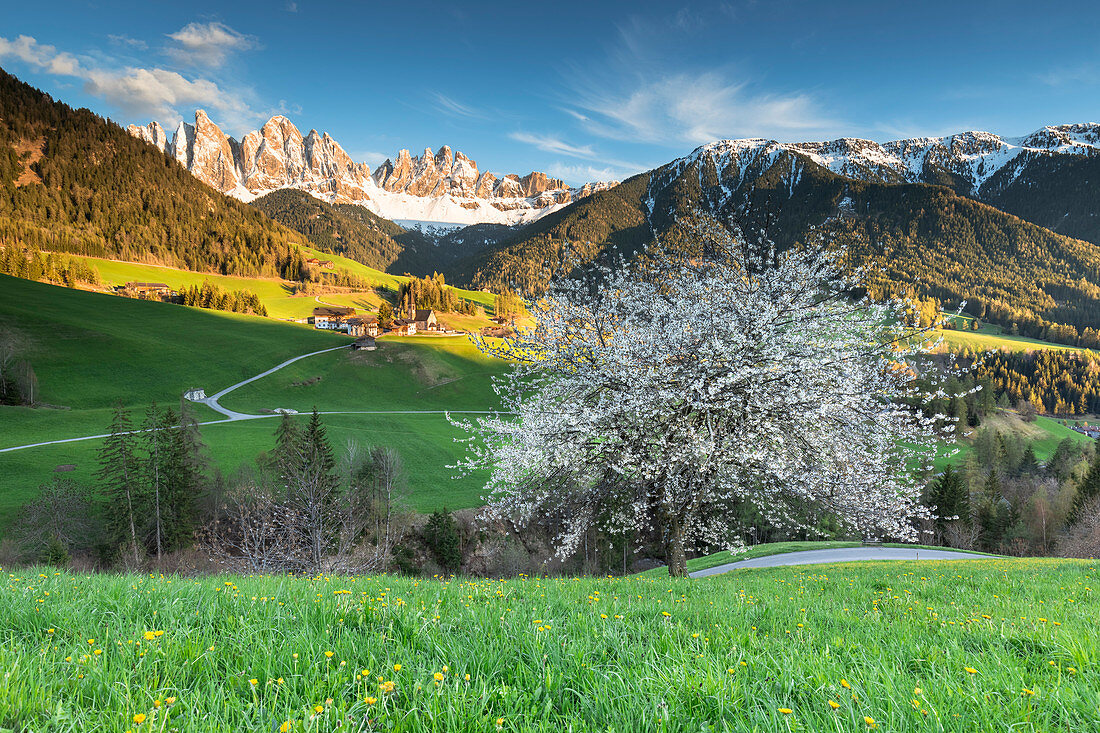 a spring sunset of the famous cherry tree in Villnöss with the Geisler in the backgroud, Bolzano province, South Tyrol, Trentino Alto Adige, Italy