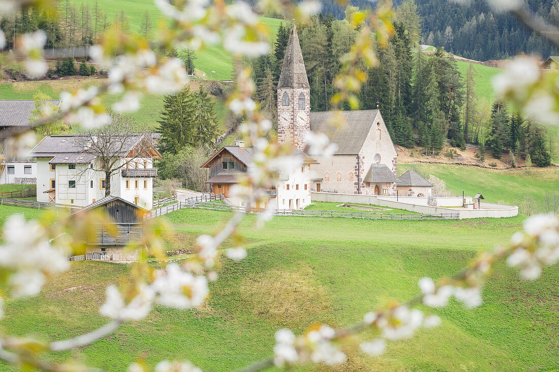 Blick durch Kirschzweigen auf die berühmte Kirche in S. Maddalena in Villnöss, Provinz Bozen, Südtirol, Trentino-Südtirol,, Italien