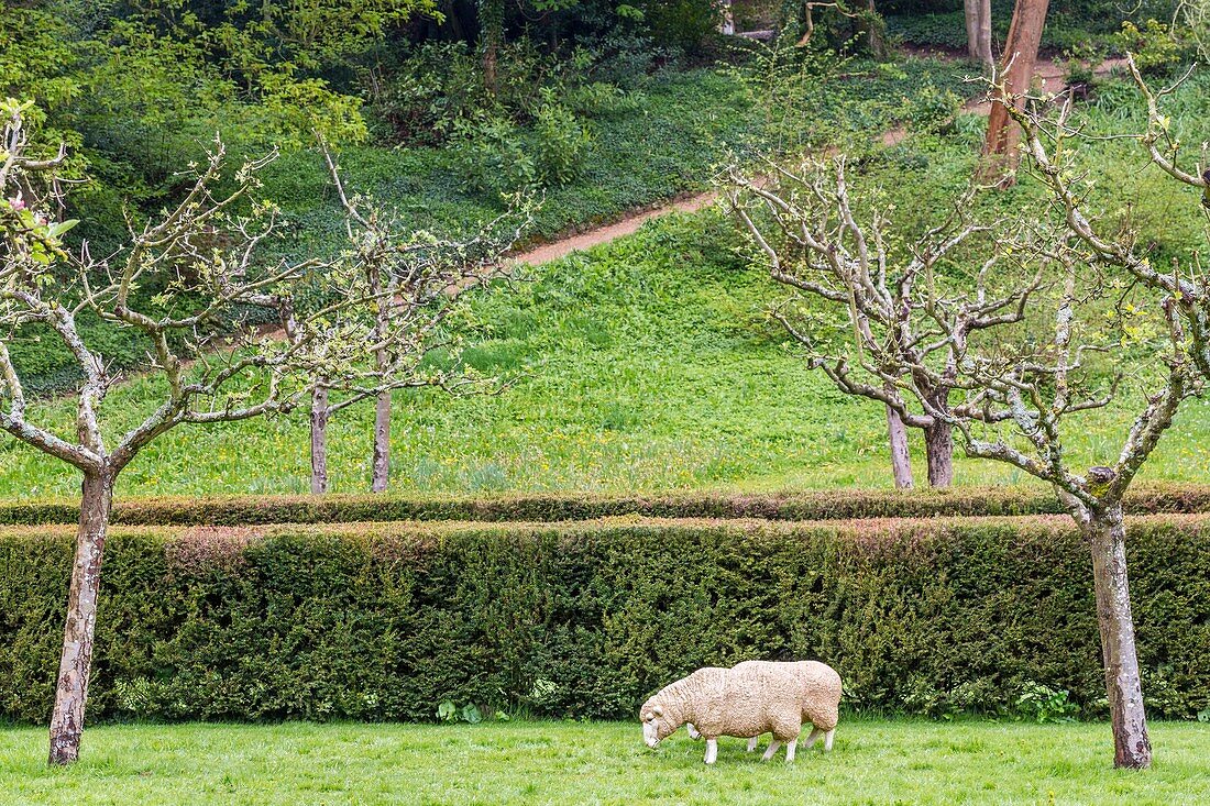 Vereinigtes Königreich, Gloucestershire, District Cotswold, Region Cotswolds, Painswick, Rokoko-Garten, typischer Garten des frühen 18. Jahrhunderts (Rokoko-Stil), der in den 1980er Jahren eröffnet wurde, Schafskulpturen