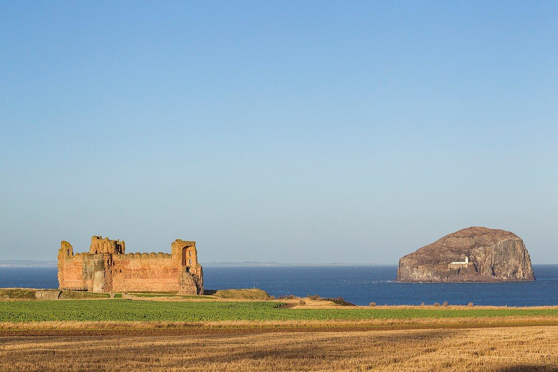 Vereinigtes Königreich, Schottland, East Lothian, North Berwick, das im 14. Jahrhundert erbaute Tantallon Castle und Bass Rock Island, die weltweit größte Kolonie nördlicher Tölpel
