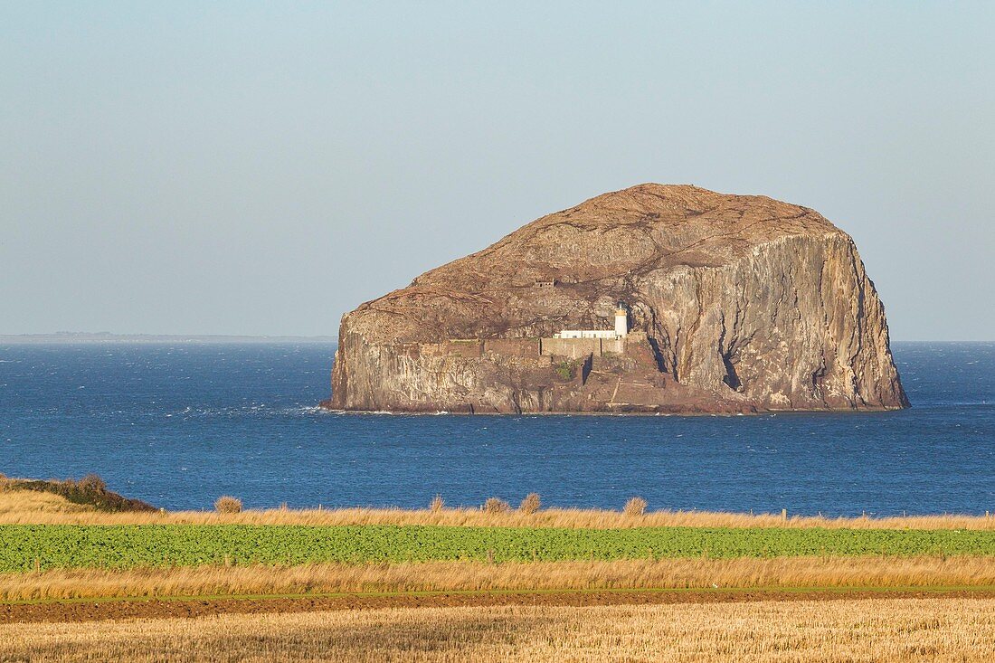 United Kingdom, Scotland, East Lothian, North Berwick, Bass Rock Island, the world's largest colony of Northern gannets