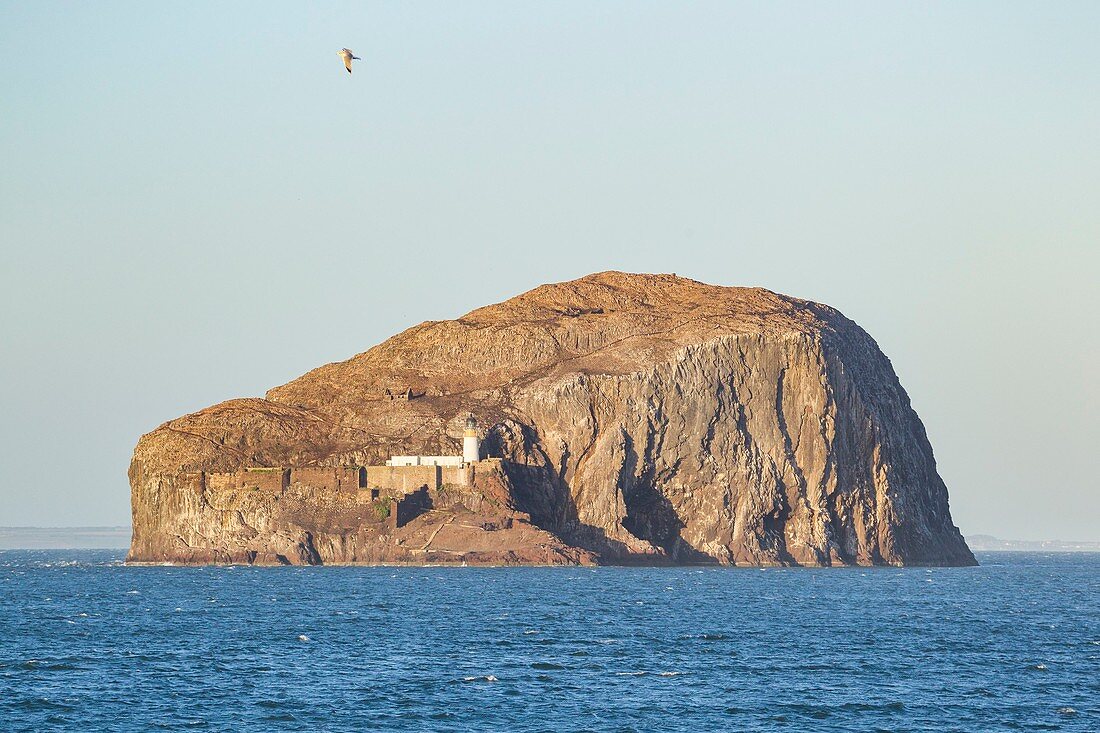 United Kingdom, Scotland, East Lothian, North Berwick, Bass Rock Island, the world's largest colony of Northern gannets