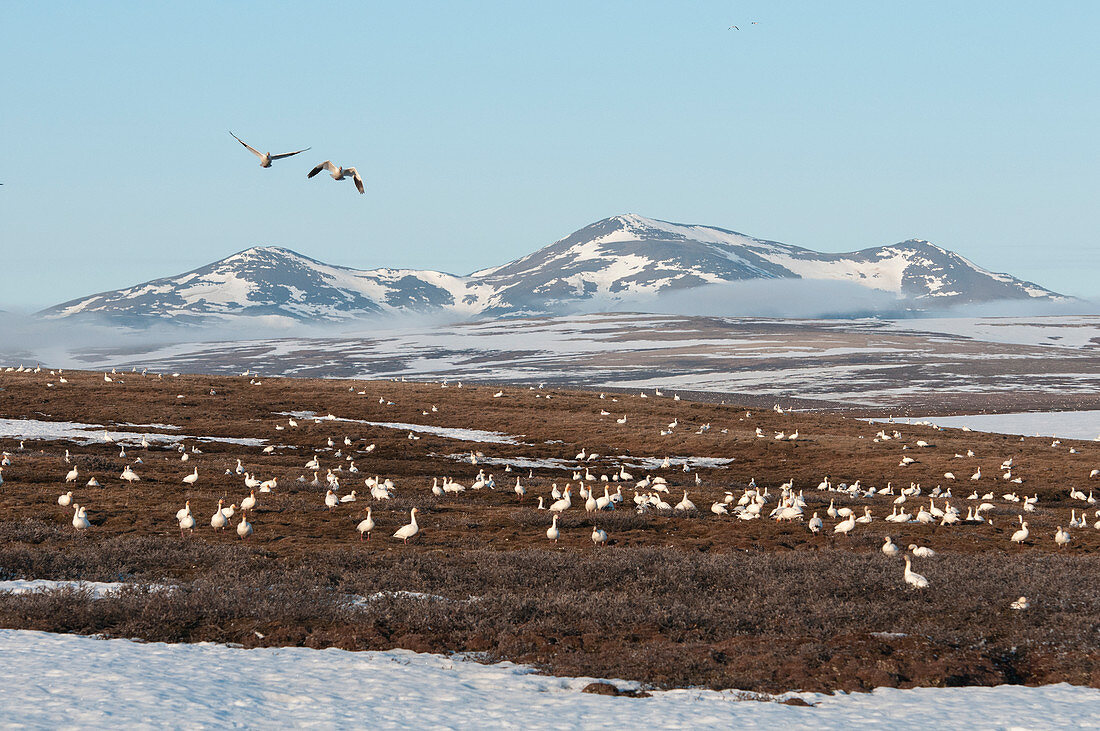 Große Brutkolonie der Schneegans (Chen caerulescens) auf Tundra, Wrangel-Insel, Russland