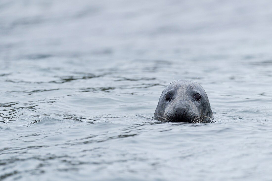 United Kingdom, Northumberland, Seahouse, Farne island, Head of a grey seal (Halichoerus grypus) emerging from the water