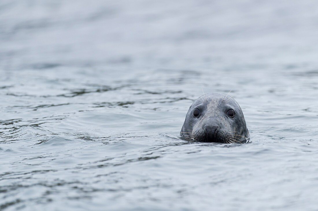 Vereinigtes Königreich, Northumberland, Seahouse, Farne Islands, Kopf einer Kegelrobbe (Halichoerus grypus), die aus dem Wasser auftaucht