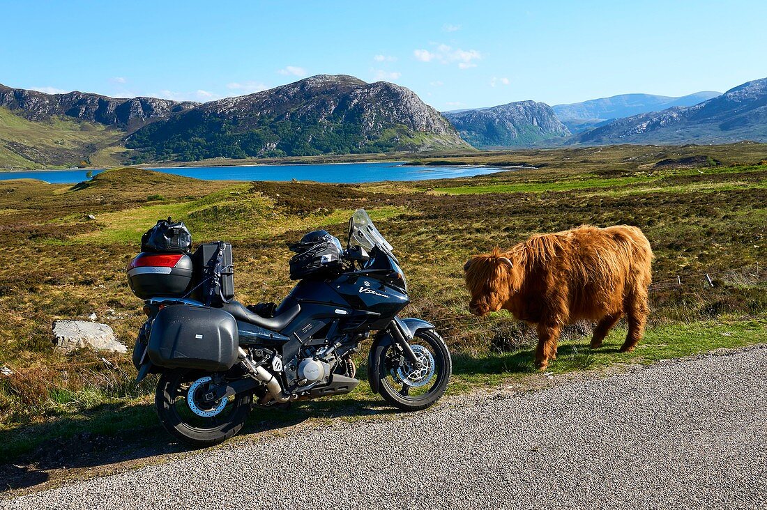 Vereinigtes Königreich, Schottland, Highland, Sutherland, Durness, junge Hochlandkuh auf der Straße entlang des Loch Eriboll vor einem Motorrad