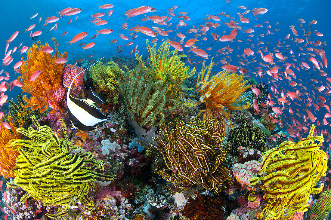 Sea Goldie (Pseudanthias squamipinnis), Korallenriff mit mit Federsternen, Great Barrier Reef, Queensland, Australien