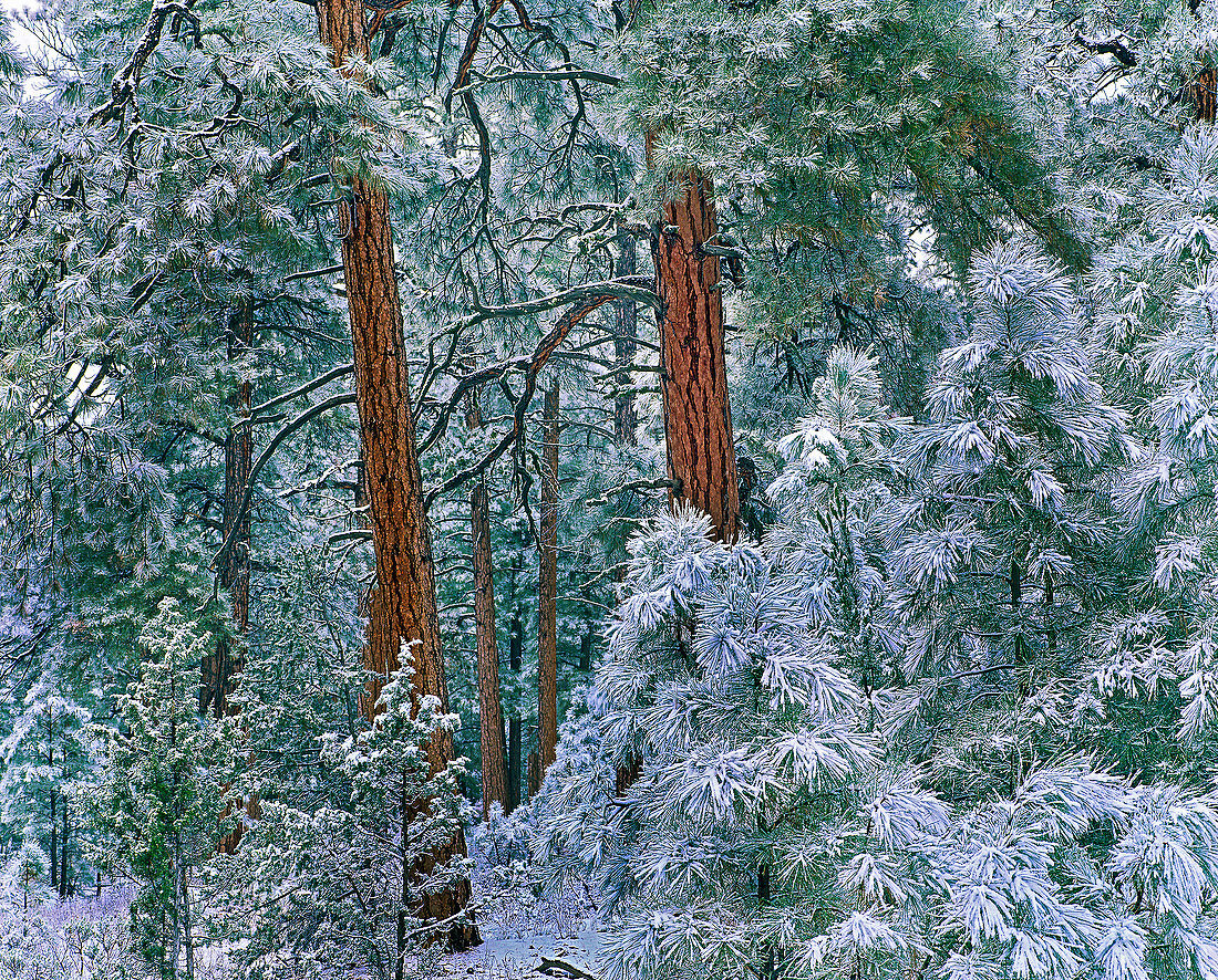 Ponderosa-Kiefern (Pinus ponderosa), Bäume im Winter, Grand Canyon-Nationalpark, Arizona, USA