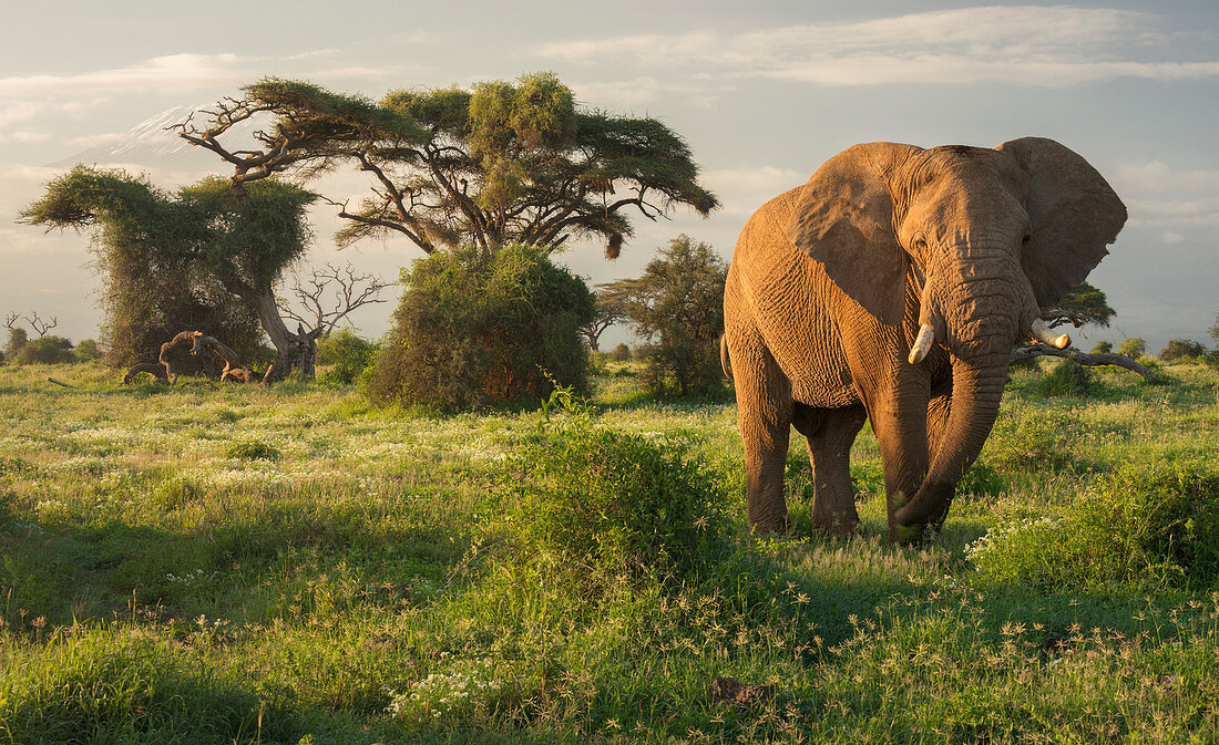 Afrikanischer Elefant (Loxodonta africana) im Grasland, Kilimandscharo, Amboseli-Nationalpark, Kenia