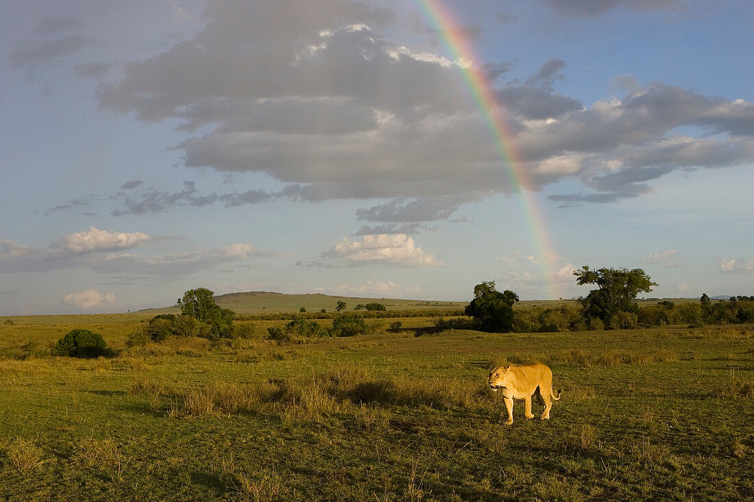 Afrikanischer Löwe (Panthera Leo) mit Regenbogen im Hintergrund, Masai Mara National Reserve, Kenia