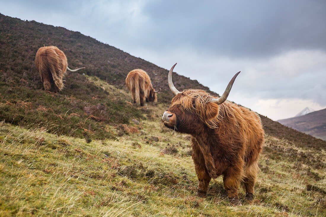 United Kingdom, Scotland, Highlands, Inner Hebrides, Isle of Sky, Elgol, hairy cow from the cattle breed Highland