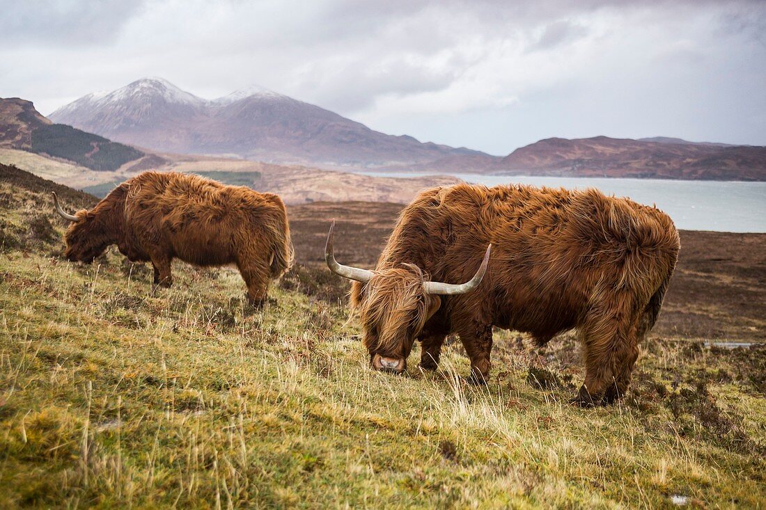 United Kingdom, Scotland, Highlands, Inner Hebrides, Isle of Sky, Elgol, hairy cow from the cattle breed Highland
