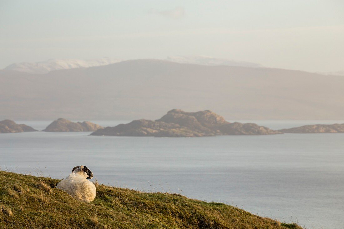 Vereinigtes Königreich, Schottland, Highland, Innere Hebriden, Isle of Sky, Culnacnoc, Schafe mit Blick auf das Meer