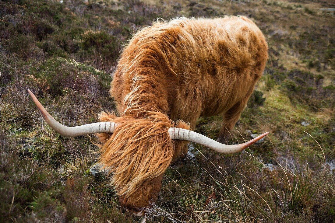 United Kingdom, Scotland, Highlands, Inner Hebrides, Isle of Sky, Elgol, hairy cow from the cattle breed Highland