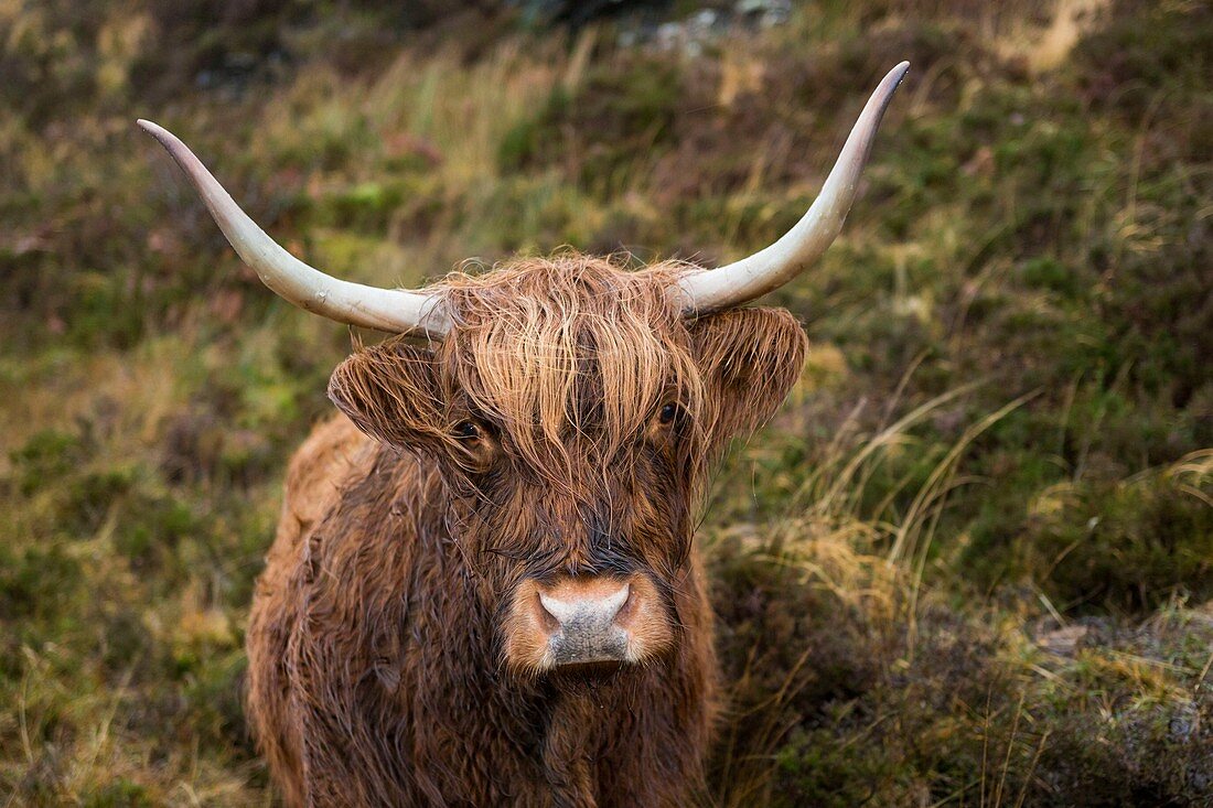 United Kingdom, Scotland, Highlands, Inner Hebrides, Isle of Sky, Elgol, hairy cow from the cattle breed Highland