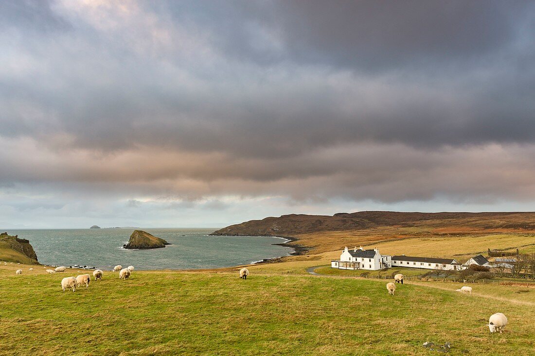 United Kingdom, Scotland, Highlands, Inner Hebrides, Isle of Sky, Duntulm, sheep brazing near the sea