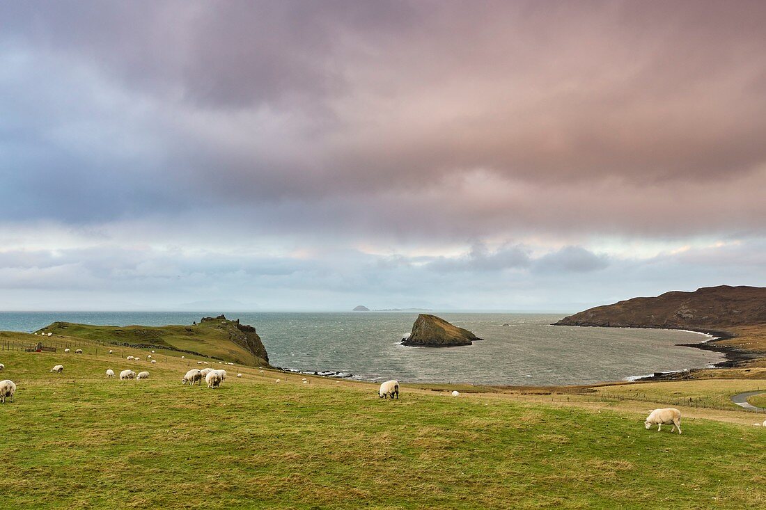 Vereinigtes Königreich, Schottland, Highland, Innere Hebriden, Isle of Sky, Duntulm, Schafe, am Meer weidende Schafe