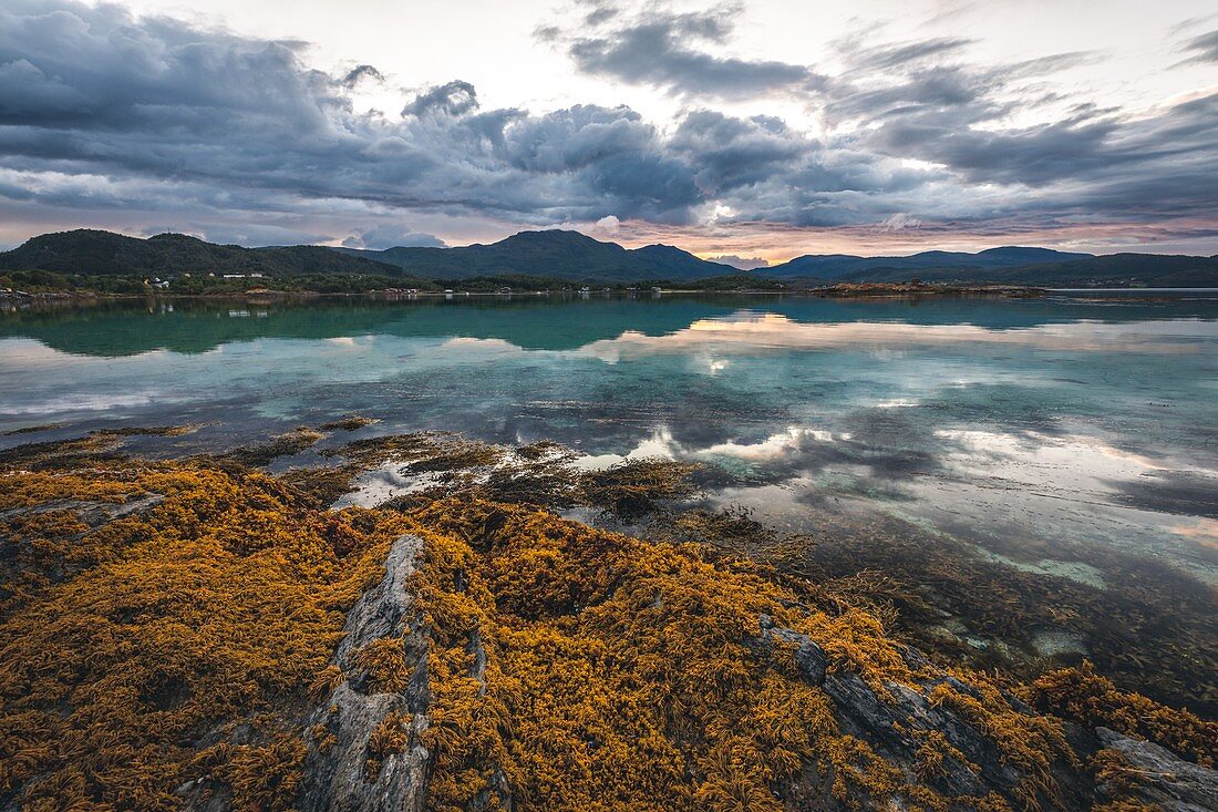 Seetang und Türkisfarbenes Wasser bei Sonnenuntergang Über den Vesteralen Inseln, Evenen, Norwegen